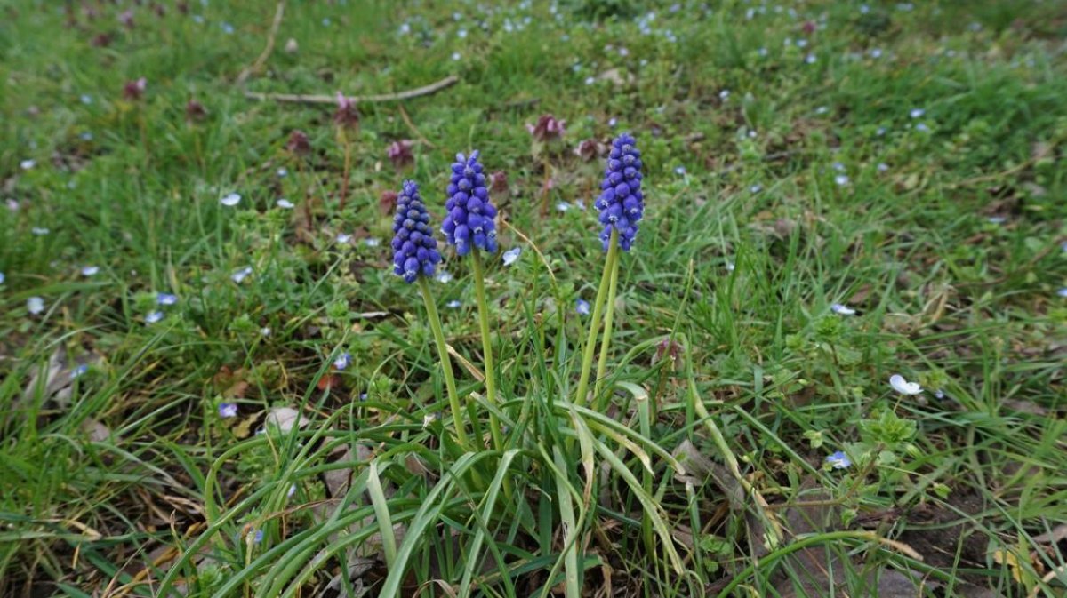 dartford_improved_rough_with_local_wildflowers.jpg